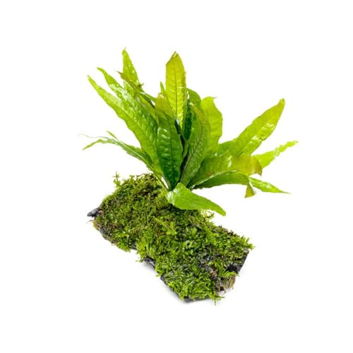 Live Aquarium Plants on Driftwood, Lava Rock, Moss, Fiber Mat - Freshwater Fish Tanks - Easy, Beginner Friendly (Java Fern with Moss, Driftwood (Medium)) - color: Java Fern & Christmas Moss, size: Driftwood - Medium