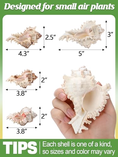 ANPHSIN 4 Pack Conch Sea Shell Air Plant Holders- 4-5 inches Natural Airplant Pot, Decorative Tillandsia Succulent Display Container for Gardening Housewarming Gifts Home Table Decors, No Plants - style: Conch Shell