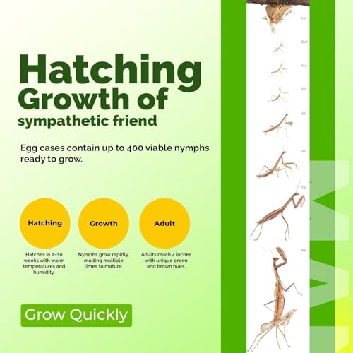 USMANTIS Chinese Praying Mantis Egg Case Kit, 1 Pack | STEM learning project with clear enclosure, supports hatching up to 400 nymphs for observation and educational activities. - size: Pack of 10