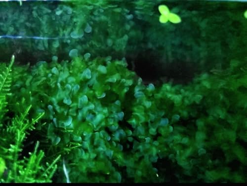 Generic Enchanting Aquatic Moss Collection: Create a Lush Underwater Landscape with Easy-Care Moss Varieties - Perfect for Aquarium Décor and Aquascaping (Subwassertang Moss - Golfball Size) - style: Subwassertang Moss - Golfball Size