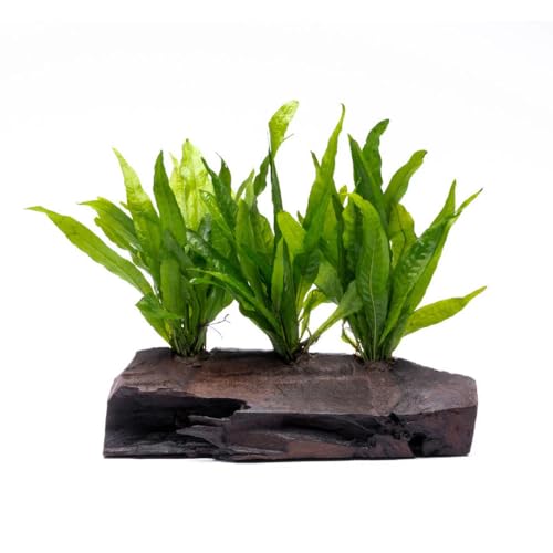 Live Aquarium Plants on Driftwood, Lava Rock, Moss Mat - Freshwater Fish Tank Plants (Java Fern, Driftwood (Large)) - color: Java Fern, size: Driftwood - Large