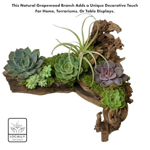 Koyal Wholesale 12" Sandblasted Grapevine Wood for Hamsters, Reptiles Terrarium, Exotic Untreated Grapewood Branch for Decoration Home Wedding DIY - size: 12" Grapevine