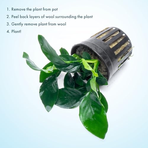 Anubias Live Aquarium Plants - Potted Freshwater Plant for Fish Tanks, Terrariums - Beginner Friendly Low Light (Barteri, 3 Pots) - color: Barteri, size: 3 Pots
