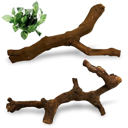 VCEPJH Ball Python Tank Accessories Reptile Branches for Snake Climbing | Natural Wood Bearded Dragon Log, Corn Snake Enclosure Accessories Decor, Grapevine Reptile Sticks 11.8 Inches (Pack of 2) - size: Grape Wood (S:11.8"-2pcs)