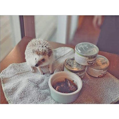 Canned Insect Assortment 6 Pack - Healthy High Protein Treat - For Hedgehogs, Sugar Gliders, Reptiles, Chickens, Lizards, Bearded Dragons, Turtles, Fish, Birds, Opossums, Skunks and other Insectivores
