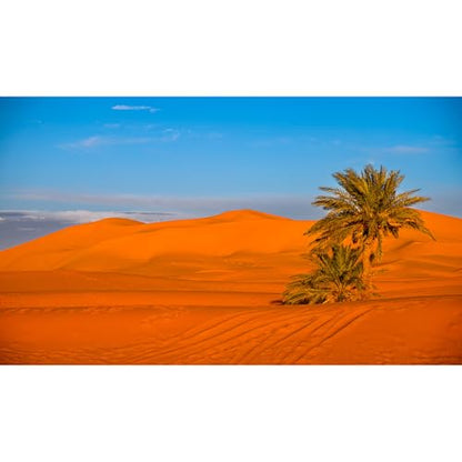 Desert Reptile Tank Background Majestic Sunset Desert Landscape Terrarium Background Desert Palm Tree Sand Dunes Reptile Habitat Background Sunrise Sahara Desert Aquarium Fish Tank Background 36x18in - size: 36(W)x18(H)inches/ 90(W)*45cm(H)