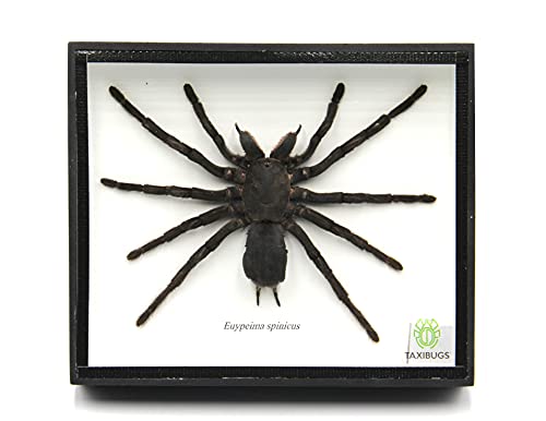 Real Giant Bird Eating Tarantula EURYPEIMA SPINCRUS Spider Taxidermy Transparent Boxed Display (Black Wooden Box) - color: Black Wooden Box