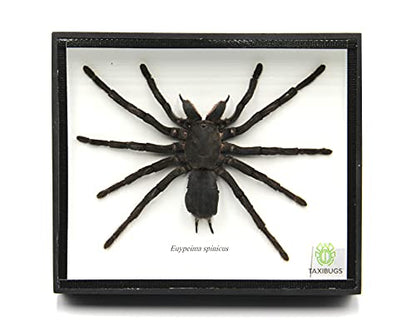 Real Giant Bird Eating Tarantula EURYPEIMA SPINCRUS Spider Taxidermy Transparent Boxed Display (Black Wooden Box) - color: Black Wooden Box