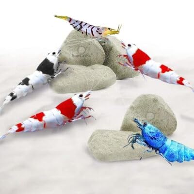 Calcium & Magnesium Rocks for Aquarium | Enhances Shell Strength & Color for Shrimp, Snails, Crabs & Crayfish | Biofilm Surface | Ideal for Soft Water Tanks 2 OZ