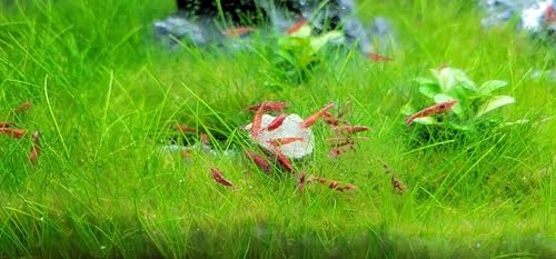 Calcium Feeders Small Disks... 100ct Small Jar - size: 100 Count (Pack of 1)