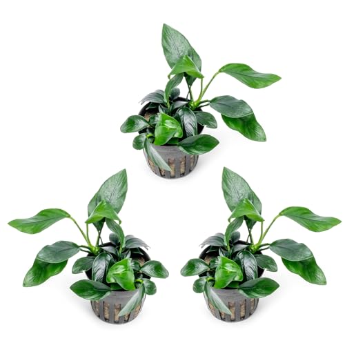 Anubias Live Aquarium Plants - Potted Freshwater Plant for Fish Tanks, Terrariums - Beginner Friendly Low Light (Spear Leaf, 3 Pots) - color: Spear Leaf, size: 3 Pots