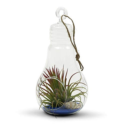 WGV Hanging Glass Plant Terrarium, Width 3", Height 6", Bulb DIY Air Succulent Planter Clear Vase Tea Light Votive Candle Holder, Wedding Event Office Home Outdoor Decor, 1 Piece - size: Bulb S