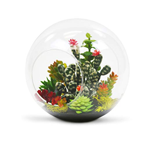 WGV Planter Terrarium Bulk, Width 8" Height 8", Clear Round Glass Vase Container with Two Side Opening, DIY Air Planter, Votive Candle Holder for Decor, 6 Pieces - size: 8" Double Opening