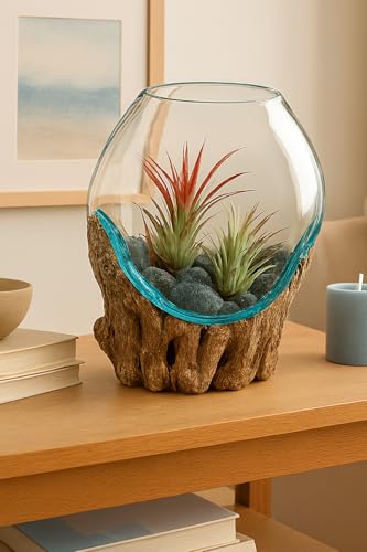 OMA Molten Glass on Driftwood – Hand-Blown Melted Glass Vase, Terrarium, or Planter for Coastal & Boho Home Décor (6"–7" High) - size: 6" High