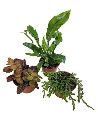 Josh's Frogs Tarantula Vivarium Bioactive Plant Kit (8x8x8 Terrarium) - size: 8x8x8 Terrarium