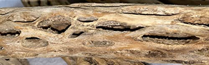 Awesome Aquatic XL Cholla Wood Tubes, Teddy Cane, 12" x 2–3" | XL Hideouts • Hollow tubes • Natural biofilm surface • Secure hideouts • Shrimp plecos hermit crabs reptiles • Natural décor - size: XL 12 in x 2-3 in Diameter