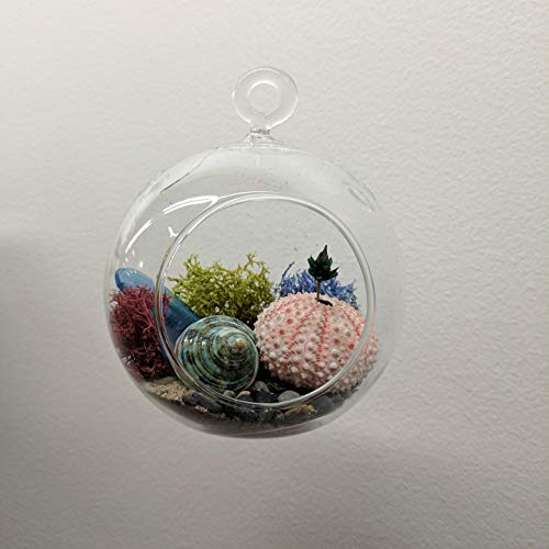 WGVI WGV Hanging Terrarium Globe, Width 8", Height 9", DIY Air Succulent Planter, Clear Glass Vase Orb with Flat Bottom, Candle Holder for Windowsill Outdoor Garden Decor, 1 Piece - size: 8" Flat Bottom