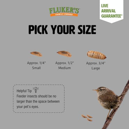 Fluker's Medium Live Black Soldier Fly Larvae 1000 Count - Reptile and Chicken Food - size: 1000 Count (Pack of 1), style: Medium, 1/2"