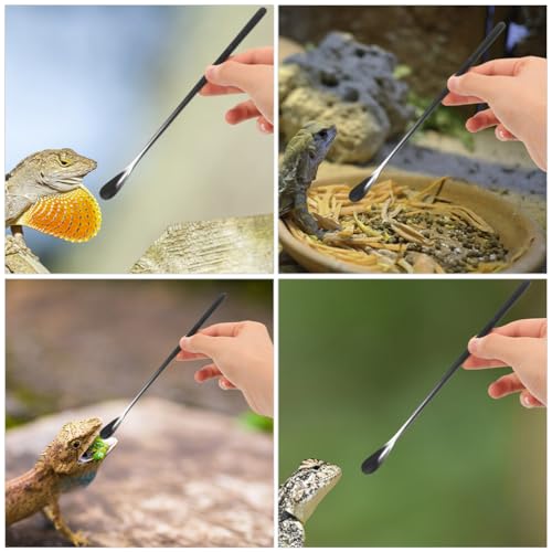 NOLITOY 3pcs Pet Food Spoon for Small Animals Feeding Tool for Bearded Dragons Lizards and Reptiles Compact Design for Easy Use - color: As Shown 2