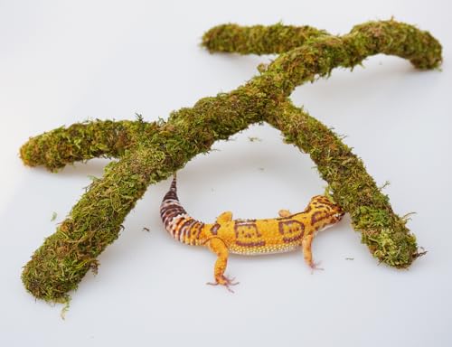 Leopard Gecko Tank Accessories, Adjustable Climbing Toys Supplies, Terrarium Habitat Decor