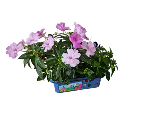 Grow Your Own Flower Princess Palace Terrarium Starter Kit - Blooming Jewelweed & Princess Flowers, Includes Pony, Royal Gems & Complete Supplies to Start Growing in a Week - style: Flower Princess Palace