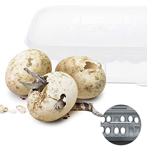 balacoo Reptile Terrarium Terrarium 12 Grids Breeding Box Hatching Container 2-Layer Transparent Hatchery Box Reptile Terrariums Terrariums