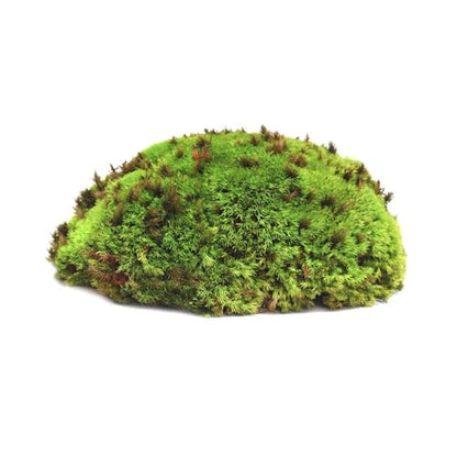 Galápagos (05351) Arid Environment Terrarium Kit Ideal for Reptiles, Amphibians, & Small Critters, 4.5 QT Box, Natural