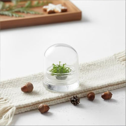 Live Sundew Plant Terrarium – Enclosed Ecosystem with Zero Maintenance – Unique Ecosphere Plants for Home Décor – Drosera Spatula Sundew Plant –Great Gift – Self-Sustaining Terrarium