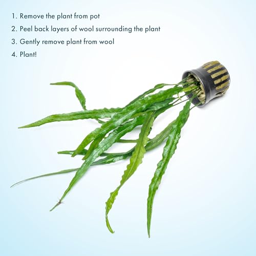 Java Fern Live Aquarium Plants - Potted Freshwater Plant for Fish Tanks - Beginner Friendly, Low Light (Needle Leaf, 3 Pots) - color: Needle Leaf, size: Pot - 3 Count