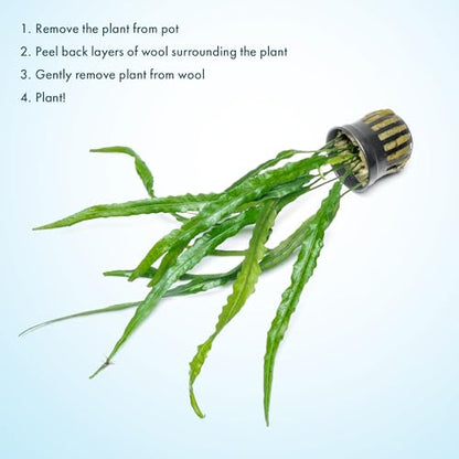 Java Fern Live Aquarium Plants - Potted Freshwater Plant for Fish Tanks - Beginner Friendly, Low Light (Needle Leaf, 3 Pots) - color: Needle Leaf, size: Pot - 3 Count