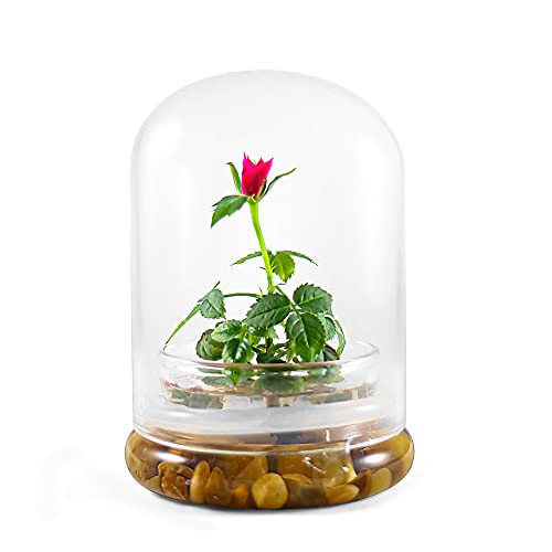 Bloomify Live Rose Terrarium, Miniature Rose in Self Sustaining Glass Jar, Maintenance Free, Great Unique Gift and Home Decor.