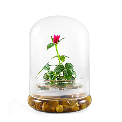 Bloomify Live Rose Terrarium, Miniature Rose in Self Sustaining Glass Jar, Maintenance Free, Great Unique Gift and Home Decor.