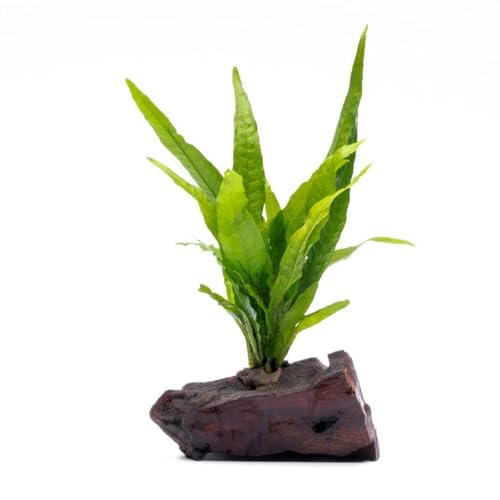 Live Aquarium Plants on Driftwood, Lava Rock, Moss Mat - Freshwater Fish Tank Plants (Java Fern, Driftwood (Small)) - color: Java Fern, size: Driftwood - Small