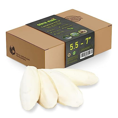 Sepia King - Large - 100% Natural Calcium Supplement - Premium Cuttlebone perfect for Birds, Tortoises, Snails, Reptiles - 5.5 to 7 inch