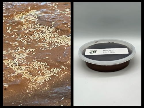 Live Springtails, Clay Culture (8 oz), for Amphibian/Reptile/Invertebrate Bioactive Habitats, by Critters Direct