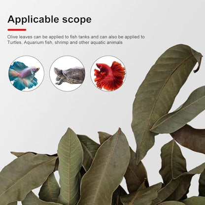 Longan Leaf Litter - Natural Pet Habitat Leaves Pack 50 Pieces, Soft Turtle Leaf Bedding Design | Clean Aquarium Foliage Cover for Frogs Fish Snakes Shrimp Lizards Tortoises Home Use