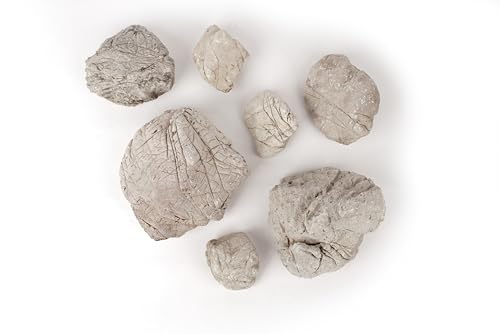 Elephant Skin Stone Grey Aquascaping Rock 18lb Planted Aquarium | Grey wrinkled texture; iwagumi, planted terrarium - size: 16 Elephant Skin Stone Grey(3-9 inches,18lbs)