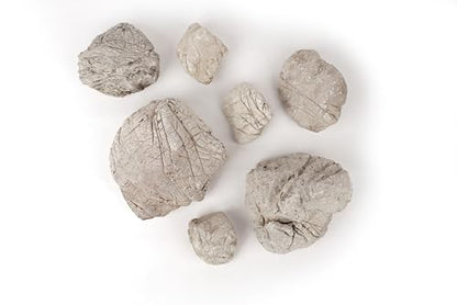 Elephant Skin Stone Grey Aquascaping Rock 18lb Planted Aquarium | Grey wrinkled texture; iwagumi and terrarium - size: 16 Elephant Skin Stone Grey(3-9 inches,18lbs)
