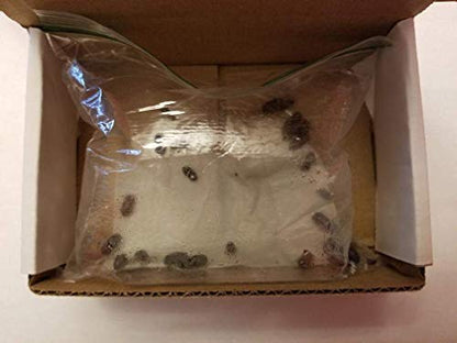 100 - Organically Raised Live Bulk Isopods - (Bioactive Cleanup Crew - Live Premium Feeders) - Armadillidium vulgare