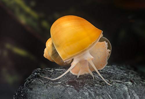 Aquatic Freshwater Snail Food Mix #2 with Calcium- Snail,Shrimp & Crayfish Food (2oz)- A2
