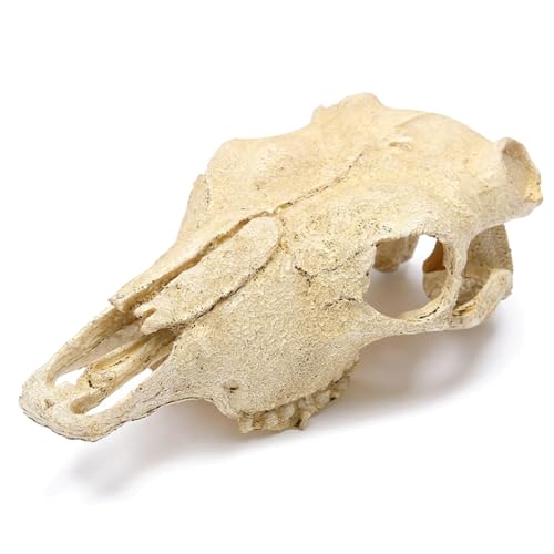 Aquarium Skull Décor Fish Hideout Cave Decorations Betta Tarantula Reptile Snake for Terrarium Ornament Dinosaur Animal Large Bones Halloween - color: Goat