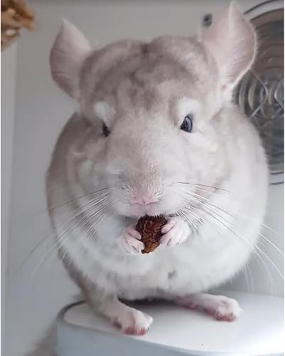Dried Rose Hips (8 oz.) - Healthy Natural Treat - Chinchillas, Guinea Pigs, Rabbits, Prairie Dogs, Degus, Hamsters, Rats, Squirrels, Parrots, Chickens, Ducks & Other Small Pets (8 Ounce (Pack of 1)) - size: 8 Ounce (Pack of 1)