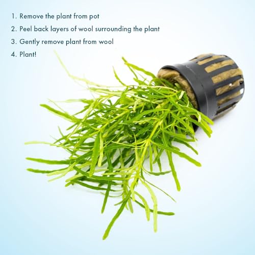 Live Jungle Plants - Hemigraphis repanda 'Green' (Hemigraphis sp.) - Low to Medium Light, Green, Terrarium or Paludarium Placement, Textured Groundcover Rosette - Pot - color: Hemigraphis Repanda Green, size: Pot