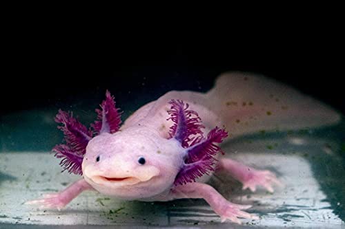 Gourmet Axolotl Soft Food Pellet Mix 3.2mm & 4.0mm & MINI BLOODWORM Sticks (6oz) - A7 - size: 6 Ounce (Pack of 1)