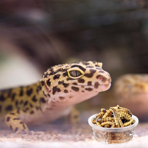 ZIYIZE 500 Pcs Feeding Cups Samll 0.5 oz Gecko Food and Water Feeding Dish Ledge Accessories Bowls for Crested Gecko Lizards Reptiles Pets