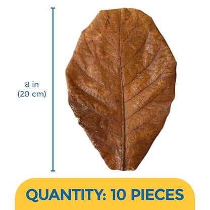SunGrow 10 Pack Axolotl Indian Almond Leaves for Aquarium, 8-Inches, Catappa Leaf Soothes Pet’s Slime Skin, Aquarium Water Conditioner Leaves Improves Tank Water Quality, Speeds Up Recovery Process - style: Large (8")