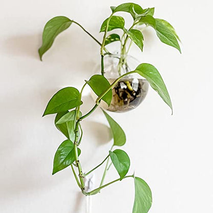 6 Pack Wall Hanging Planters Terrarium, 4.7 Inch Glass Oblate Globe Plants Containers, Wall Mount Clear Flower Vase for Propagating Hydroponics Plants, Air Plants (Plants Not Included)