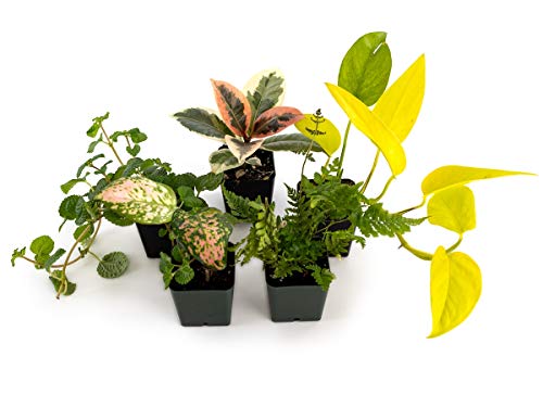 Josh's Frogs 36x18x18/ 40 Breeder Ball Python Terrarium Plant Kit - size: 36x18x18/ 40 Breeder