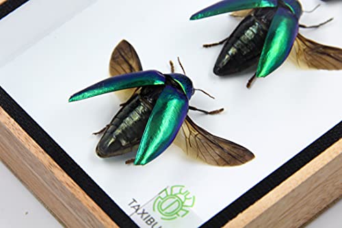 Jewel Beetle Mounts Insect Animals Taxidermy in Framed (3 Sternocera Aeguisignata) - style: 3 Sternocera Aeguisignata