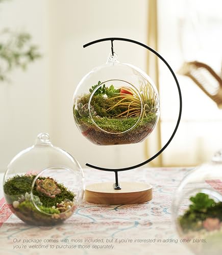DIY Terrarium Kit with Live Moss, 15-Piece Glass Globe Set | Complete DIY Experience, Beginner Friendly, Wooden Display Stand, Gift-Ready Set, Indoor Nature Decor, Easy Assembly